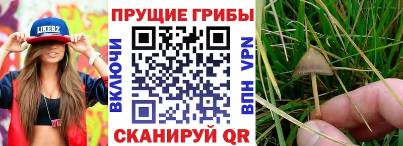 купить наркотик  Карачаевск  Галлюциногенные грибы прущие грибы 